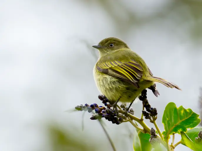 Bolivian Tyrannulet