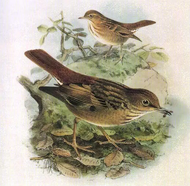 Bonin Thrush