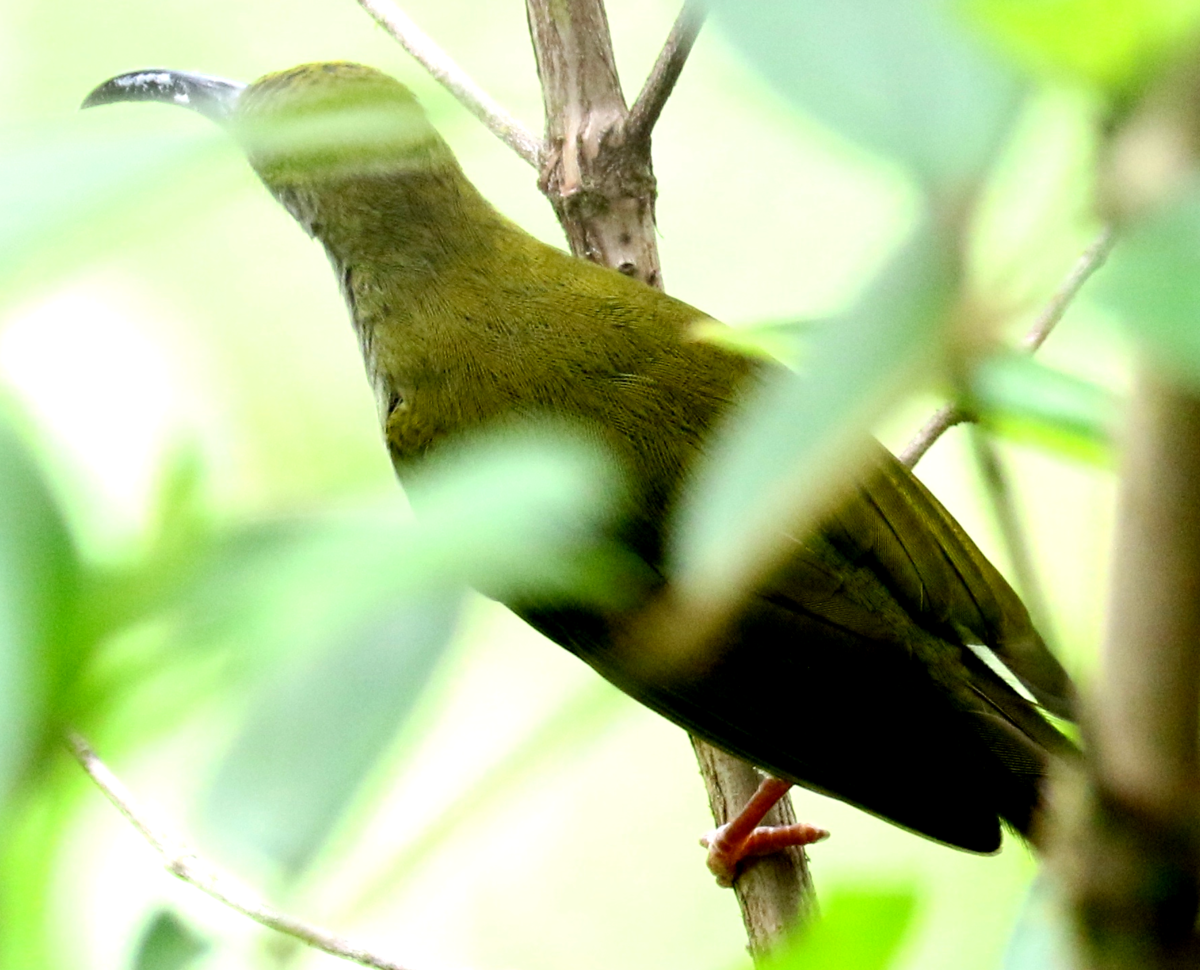 Bornean Spiderhunter